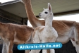 Alpaka Fohlen nach der Geburt