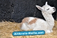Alpaka Fohlen nach der Geburt