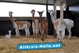 Alpaka Fohlen nach der Geburt