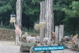 Zoo OsnabrÃ¼ck - Juli 2009