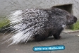 Zoo OsnabrÃ¼ck - Juli 2009