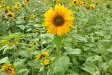 Sommer 2009