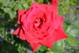Sommer 2009