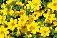 Sommer 2009