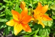 Sommer 2009