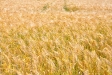Sommer 2009