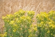Sommer 2009