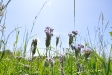 Sommer 2009