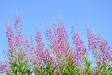 Sommer 2009