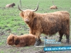 Die wilden Ochsen im Schlamm