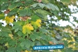Herbst 2009