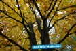 Herbst 2009