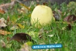 Herbst 2009