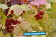 Herbst 2009