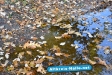 Herbst 2009
