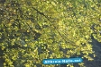 Herbst 2009