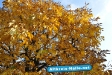 Herbst 2009