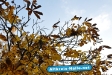 Herbst 2009