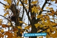 Herbst 2009
