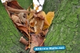 Herbst 2009