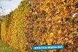 Herbst 2009