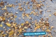 Herbst 2009