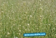 Wonnemonat Mai 2010