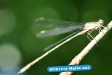 libelle