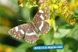 schmetterling-im-garten