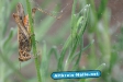 Insekten
