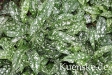 versmold-012