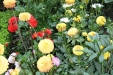 Offener Garten Versmold