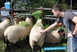 Tag der Landwirtschaft Tatenhausen 2011