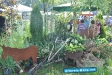 Tag der Landwirtschaft Tatenhausen 2011