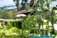 tag-der-landwirtschaft-2011_64