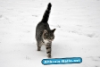 Winter 2009/2010
