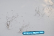 winter2009-2010-41