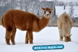 Winter 2009/2010