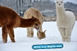 Winter 2009/2010