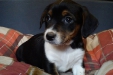 Reinrassieger Jack Russel