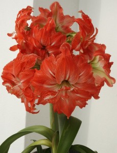 brockmeyers-gartentipps_kw07_amaryllis