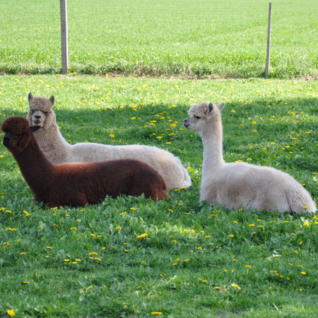 Alpaca in Halle Westf. / Ortsteil Künsebeck