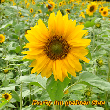 sonnenblumenparty250709