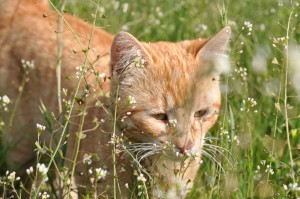 Kater Levanto