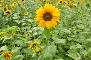 Sonnenblume (helios anthos)