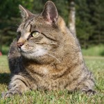 Tipps für Katzen- und Gartenbesitzer 