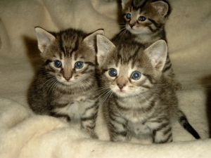 Fundkatzenbabys