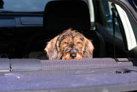 Cane bassotto in auto