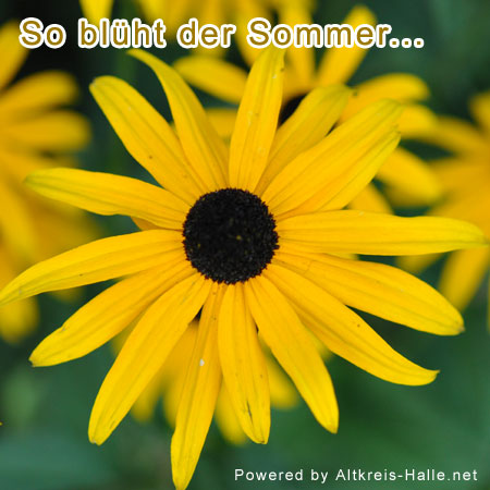 Sommerblühte