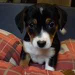 Reinrassieger-Jack-Russel
